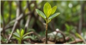 Young mangrove plant
