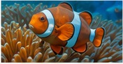 Clownfish among coral