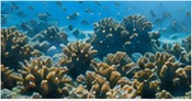 Tropical coral reef